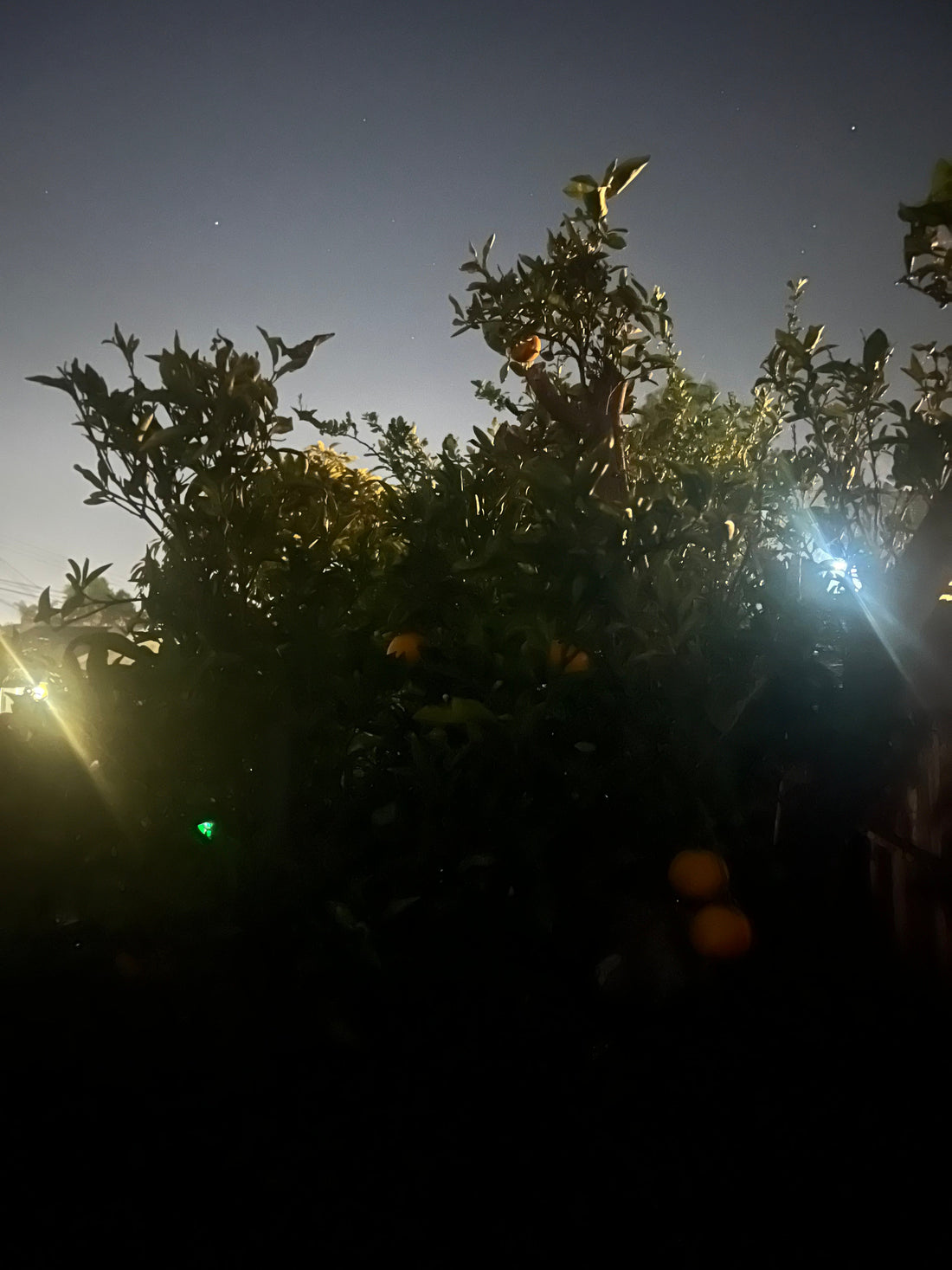 Did you catch the stars tonight?