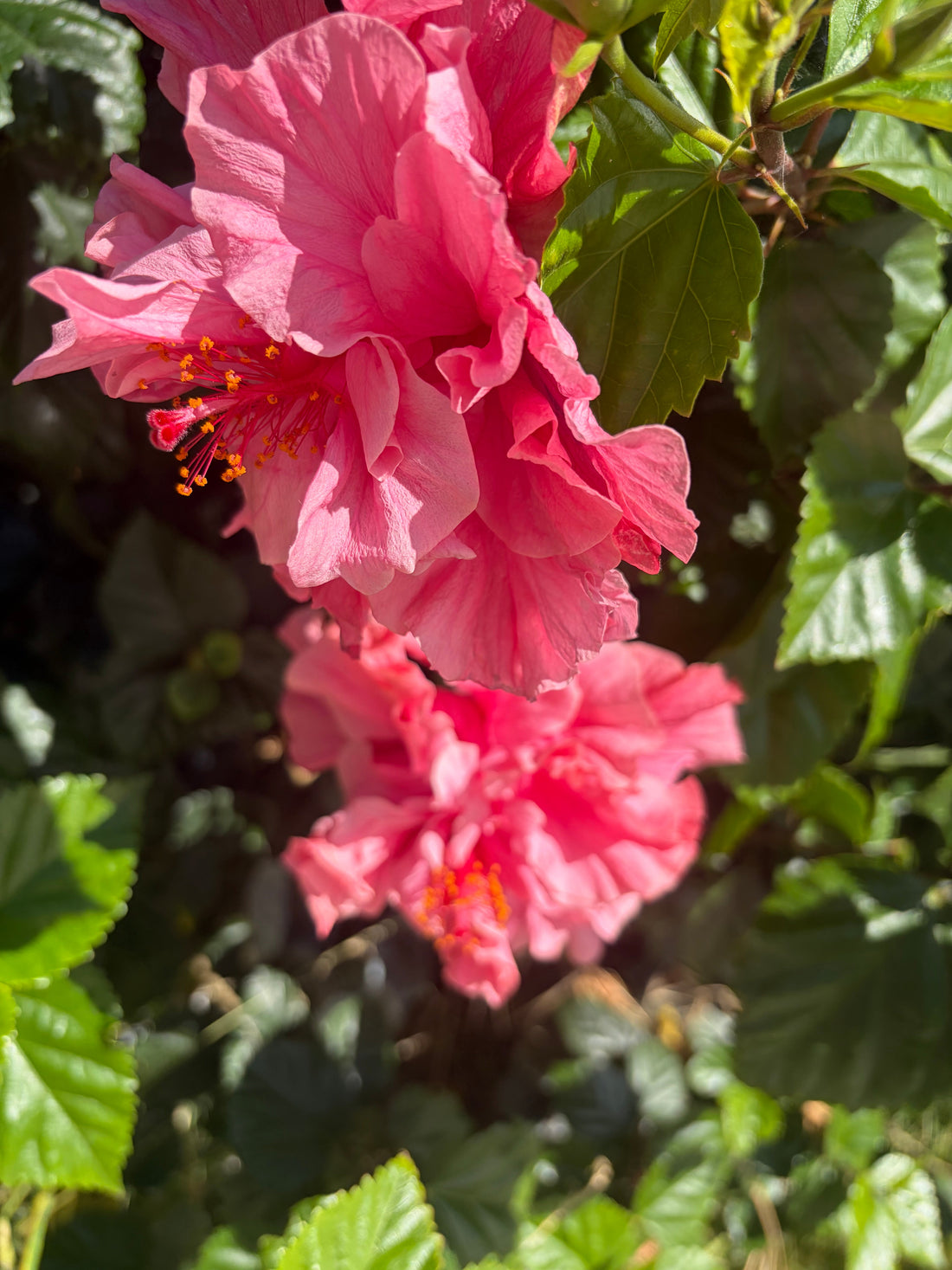 Hibiscus Flowers