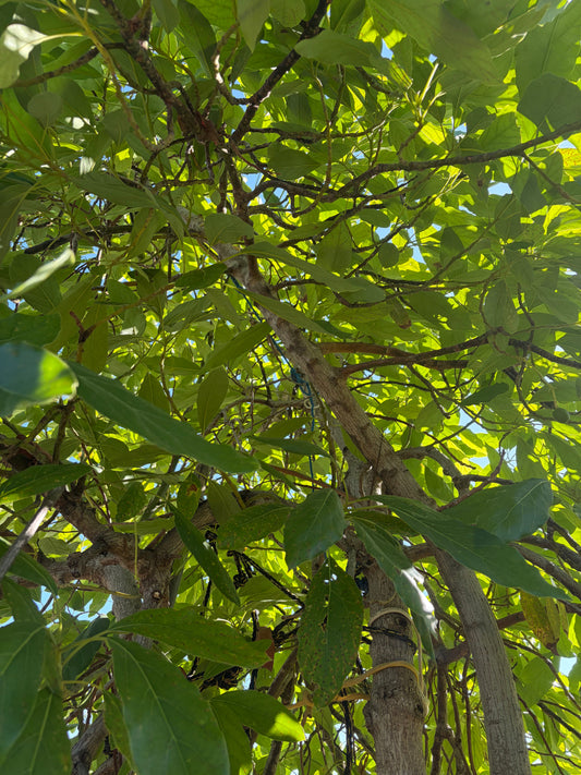 Inside an Avocado Tree