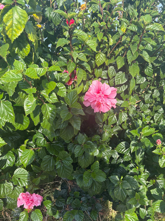 A picture of a hibiscus tree and shadow