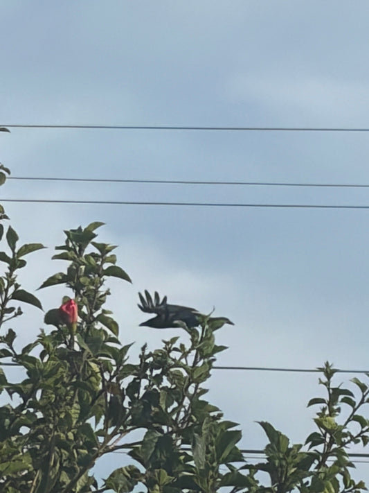 A Crow