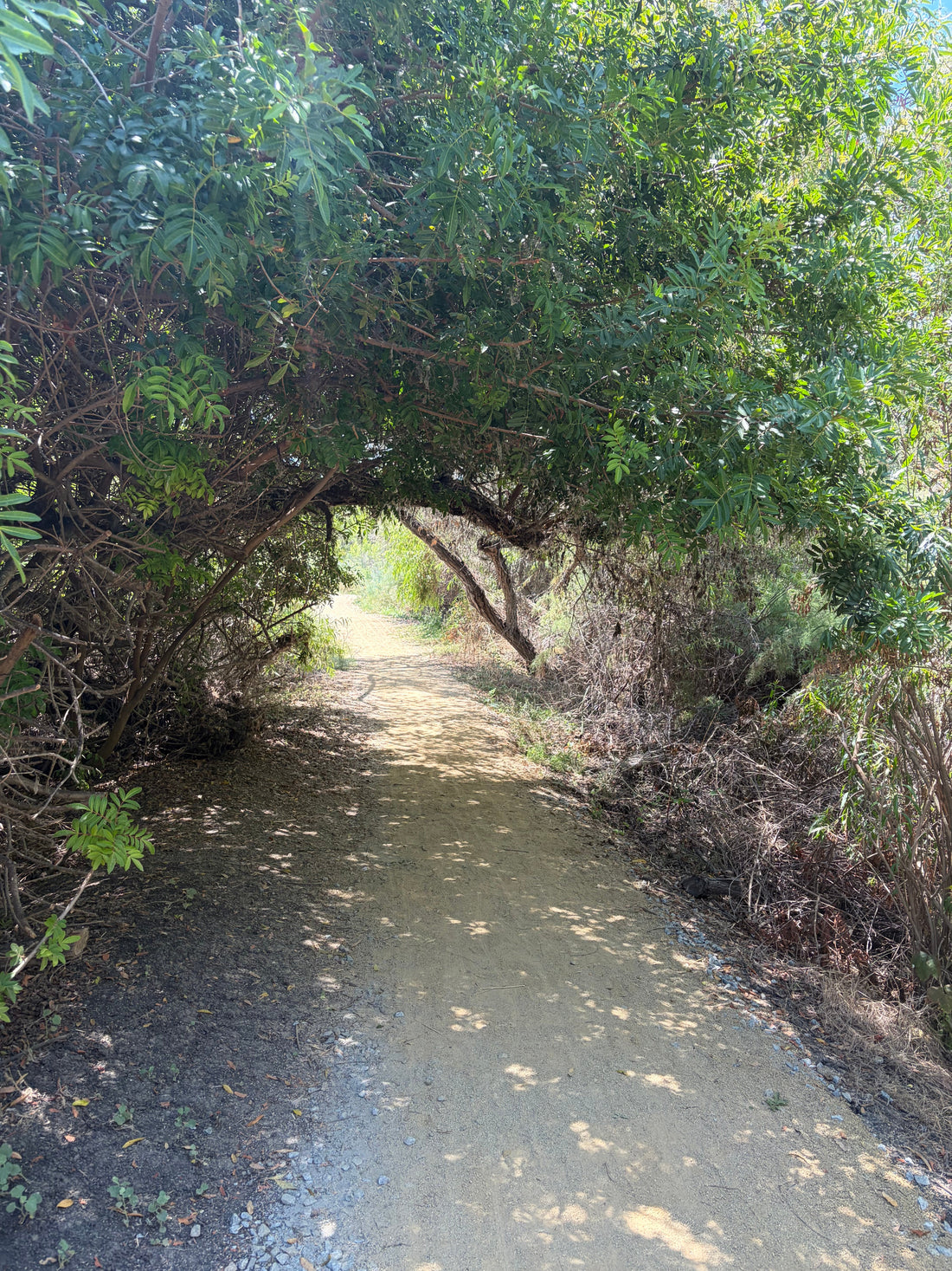 Went on a walk this morning