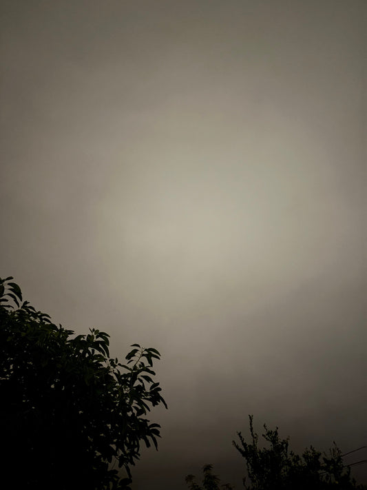 Trees In The Fog