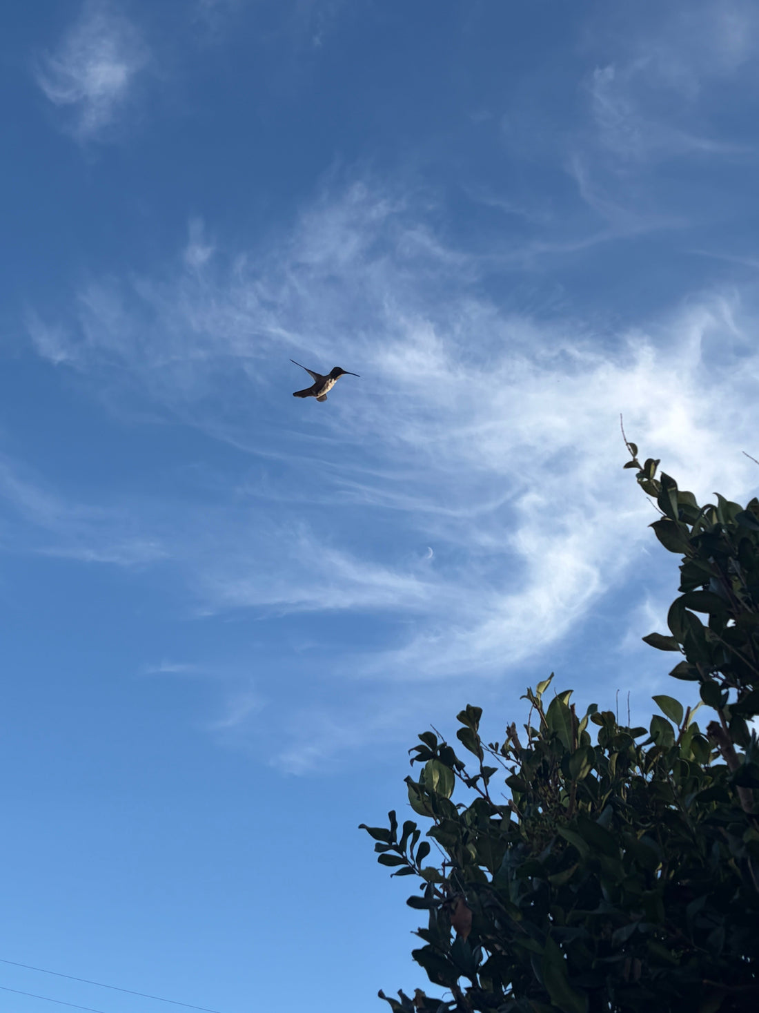 A Hummingbird friend