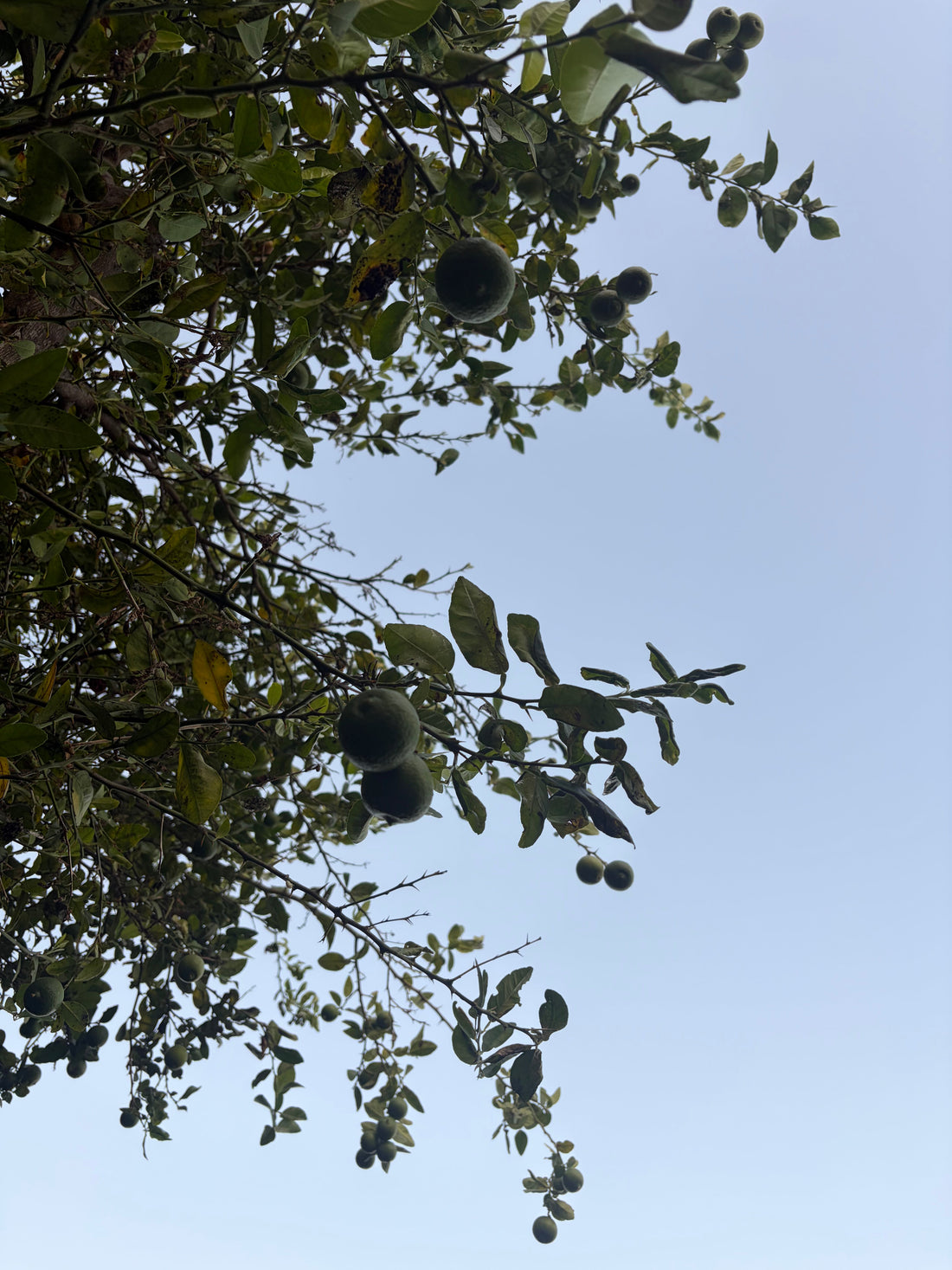 Under the lime tree